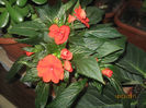 IMPATIENS