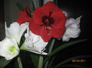 AMARILIS