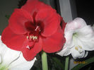 AMARILIS