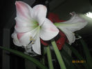 AMARILIS