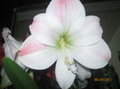 AMARILIS