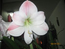 AMARILIS