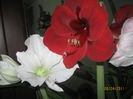 AMARILIS