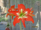 AMARILIS