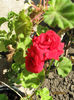 Picture2012 042
