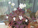 Oxalis