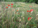 Picture2012 213