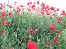 Picture2012 218