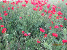 Picture2012 219