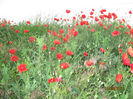 Picture2012 220