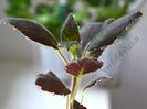 Kohleria Jessica (ni)