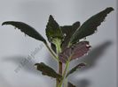 Kohleria Jessica (ni)