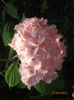 Hortensia