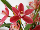 DSCN0929