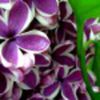 liliac-75717x75