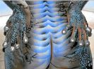 Bodyart