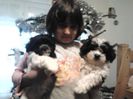 Bichon Havanese