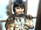 Metis pechinez -shi-tzu