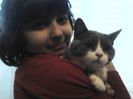 British Shorthair ORY