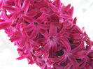 Hyacinth Woodstock