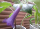 Fotografie0615