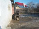6993948_1_644x461_ciobanesc-caucazian-pentru-monta-pitesti_rev005