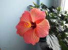 Hibiscus Cairo Red6