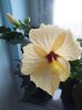 Hibiscus Cairo Apricot