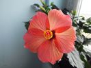 Hibiscus Cairo Red