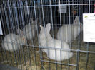 DSCN6233