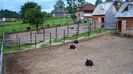 110. Strutii de la SIRNEA.-1