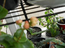 calanchoe, foarte greu se deschid florile