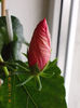 17 febr 2013-flori 010