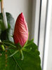 17 febr 2013-flori 009
