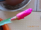 17 febr 2013-flori 017