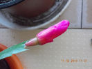17 febr 2013-flori 019