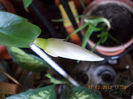 17 febr 2013-flori 022