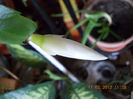 craciunita alba