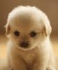 Cute-pup-teddybear64-17581520-500-597_large
