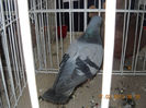 My pictures 056