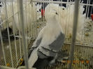My pictures 061