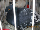 My pictures 078