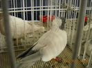 My pictures 080