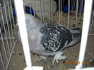 My pictures 097