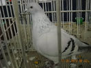 My pictures 107