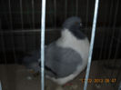 My pictures 136