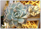 Echeveria