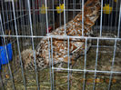 My pictures 176