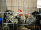 My pictures 181
