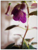 Minisinningia Deep purple
